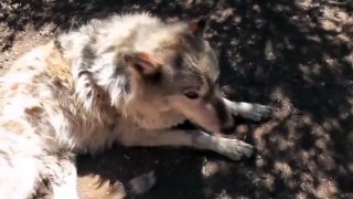 White Rescue Wolf Dog Close Up Stands LARC