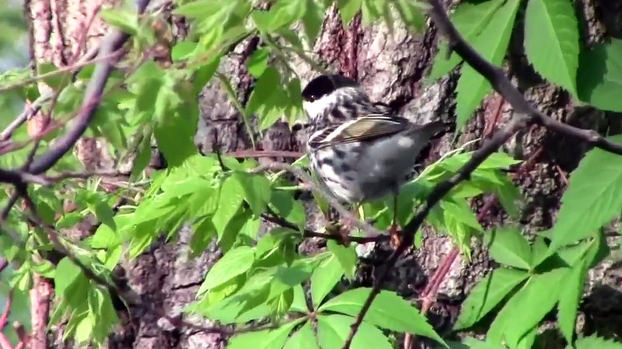 Blackpoll Warblers