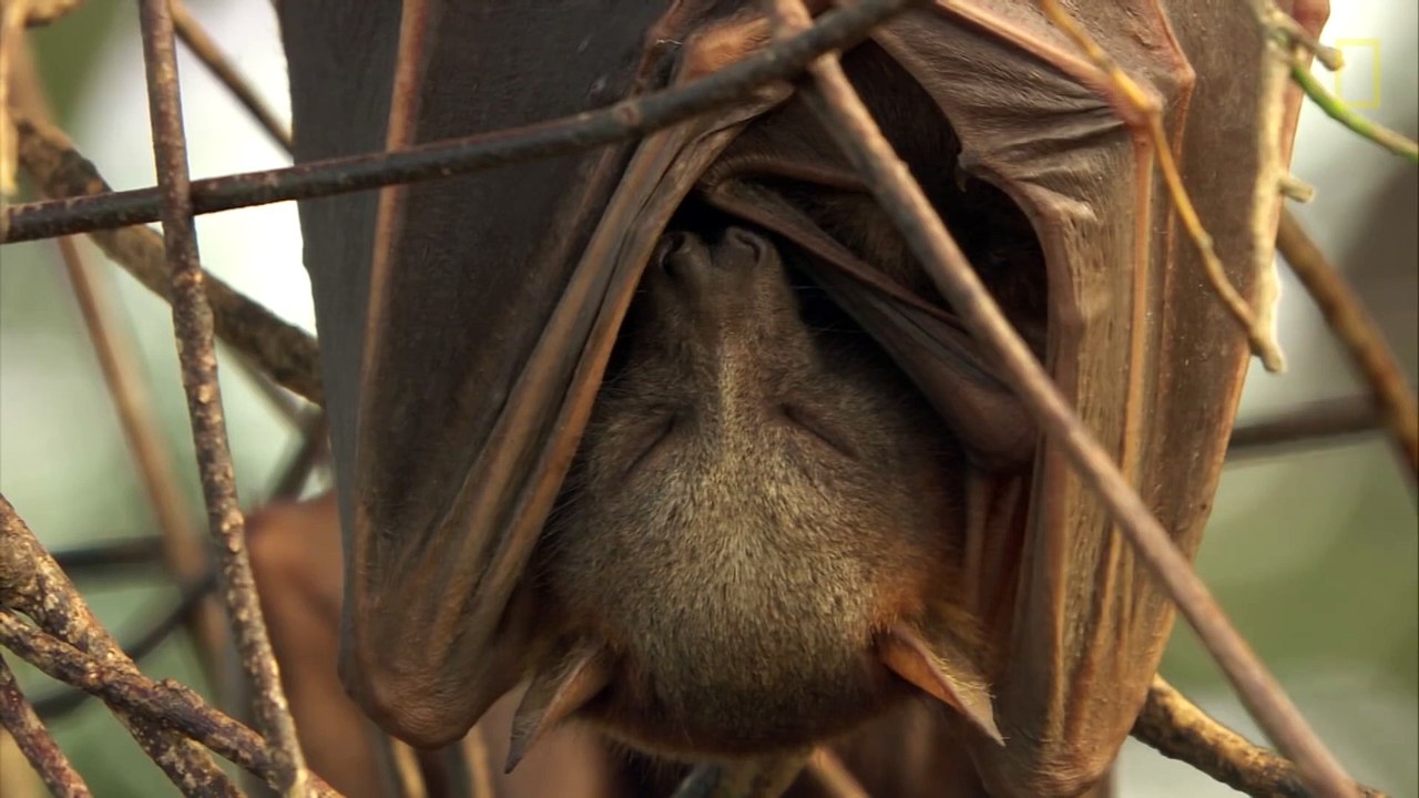 Ces animaux sont tellement drôles quand ils dorment !!