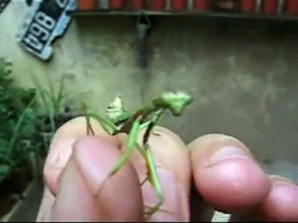 Mantis amistosa