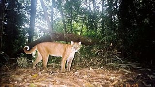 Wild Cats - Biggest to the Smallest