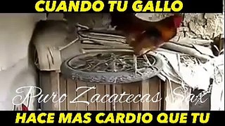 Cuando tu gallo hace mas cardio que tu!!!