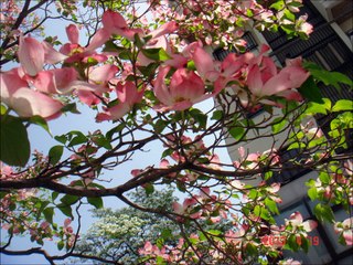 ハナミズキ by ニーナ(篠笛×ピアノ)　Hanamizuki  by  nina (shinobue×piano)