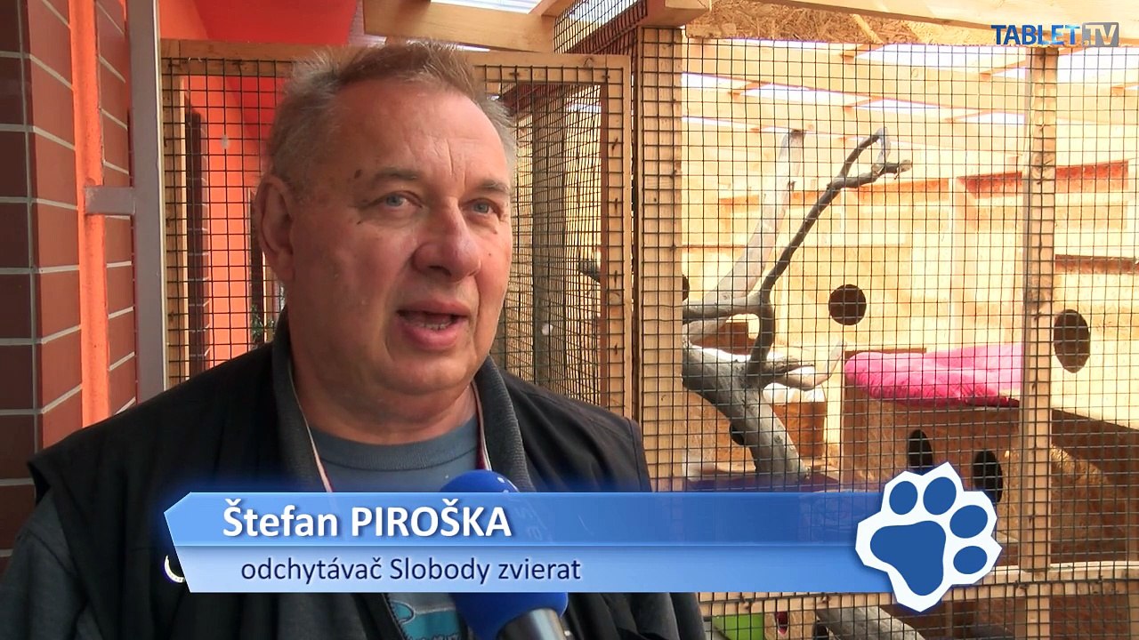 Mačiatka v tmavom kríku zúfalo volali o pomoc. Mama neprichádzala