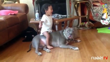 'Pitbull Dogs Love Babies' Compilation  FunnyTV