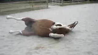 Ein paniertes Pferd