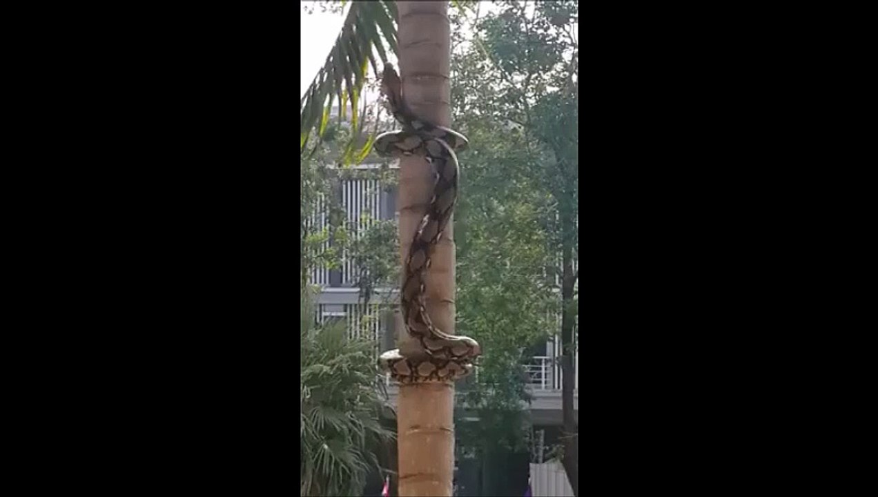 How snakes climb tree