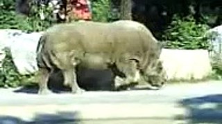 Rinoceronte al parco delle Cornelle (BG)
