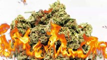 Whole Town Gets High After Police Burn 1_000 Pounds of Seized Marijuana