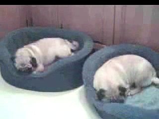 Pugs Sleeping Time-Lapse