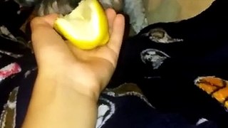 My dog lics limón