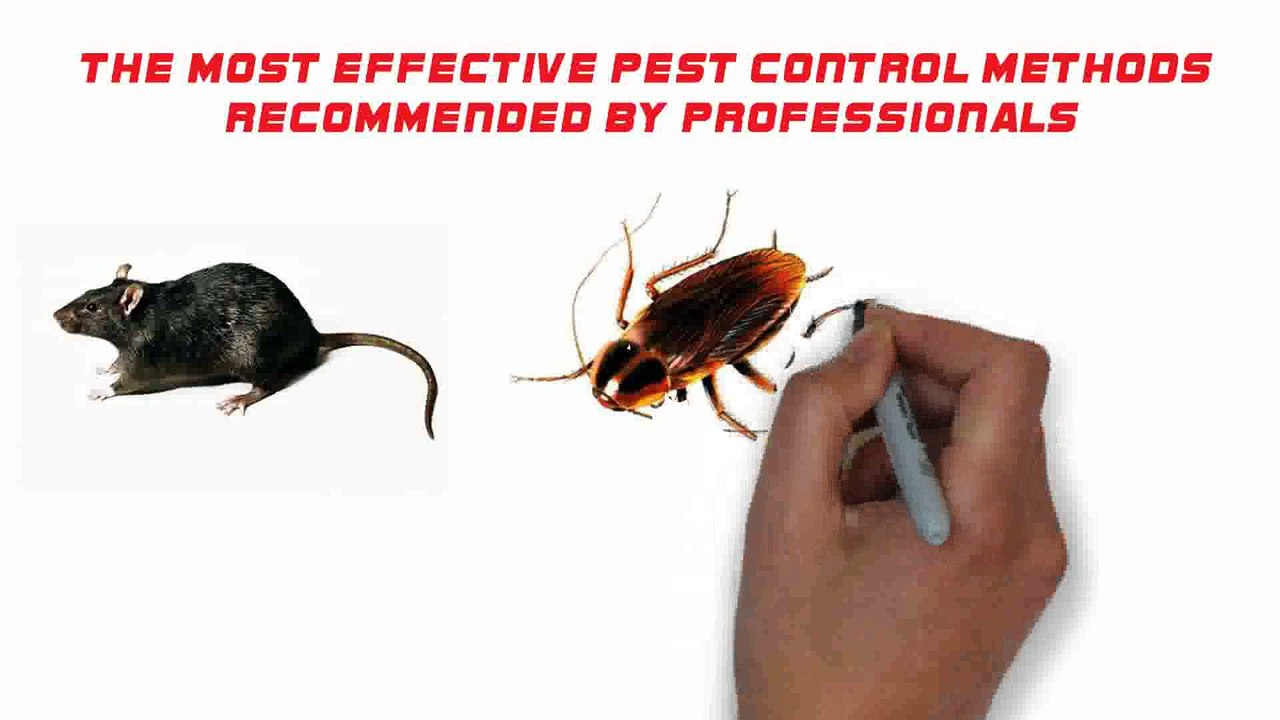 The Most Effective Pest Control Methods Recommended By Professionals