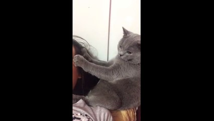 Cute cat gives her owner a massage