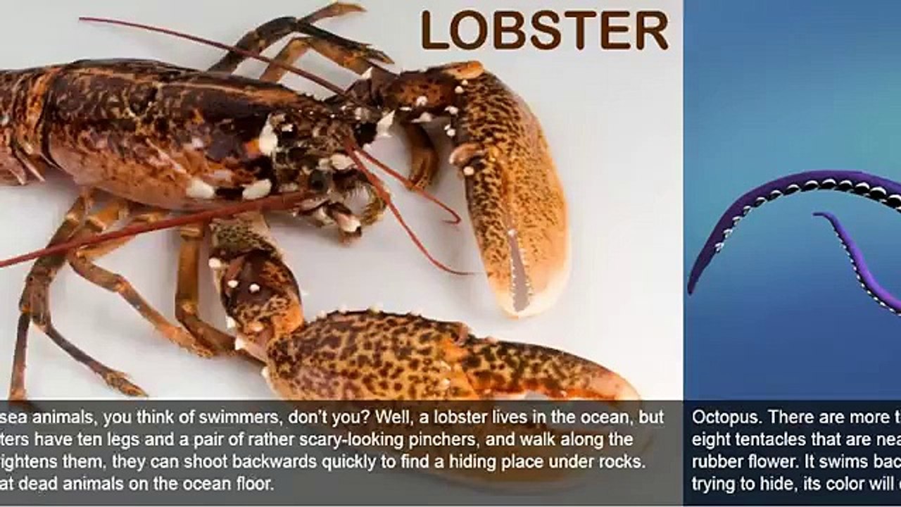 Story for children - SEA ANIMALS