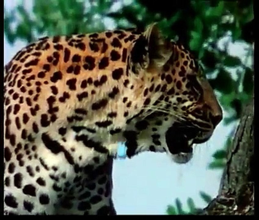 Leoparın Domuz Avı