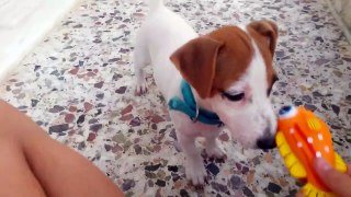 Funny Angry Jack Russell Dog