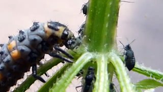Ladybird larvae - Devouring aphids - Maríuhænulirfa - Borðar blaðlús - Skordýr