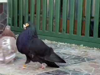 Laudinos Murcianos (antiguo Valenciano)