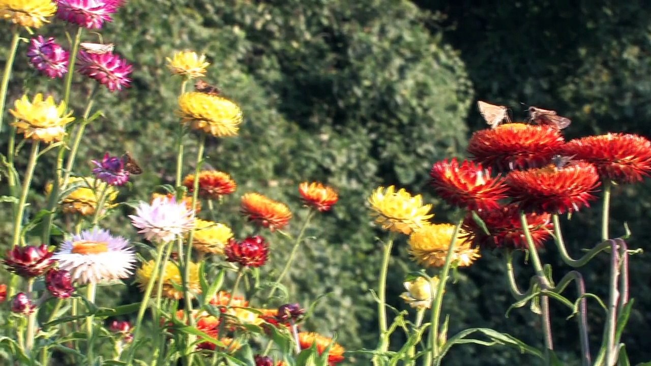 Blooming Flowers 4