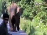 Watch How Elephant attacked this Biker and What Happened Next