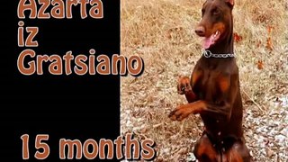 Funny Doberman