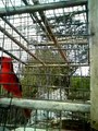 cardenal rojo cantando en yucatan kinchil-cantol