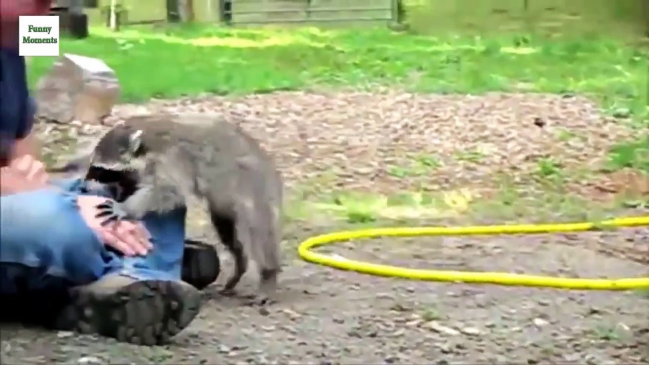 Funny Raccoon Videos 2014 [NEW HD] [Full Episode]