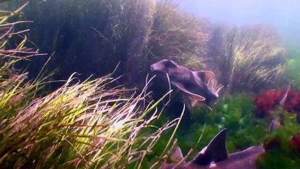 Melbournes Gummy Sharks at  Point Cooke Marine Sanctury