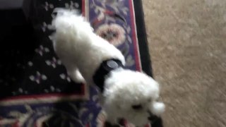 Cute bichon frise a crying like a baby