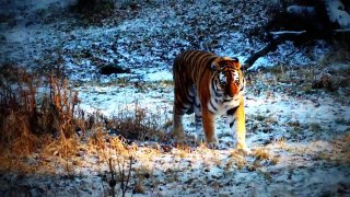 Best Tiger Roar [ Metamorphosis Documentary ]