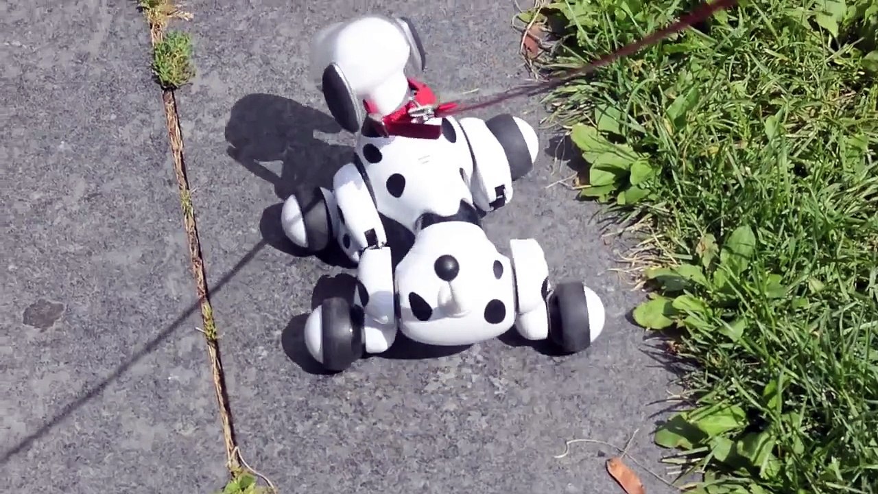 Zoomers Big Day Out!