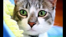 Chats! Prikol'naya Regardez!