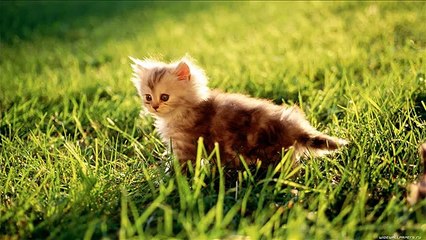 Super chats! SUPER!