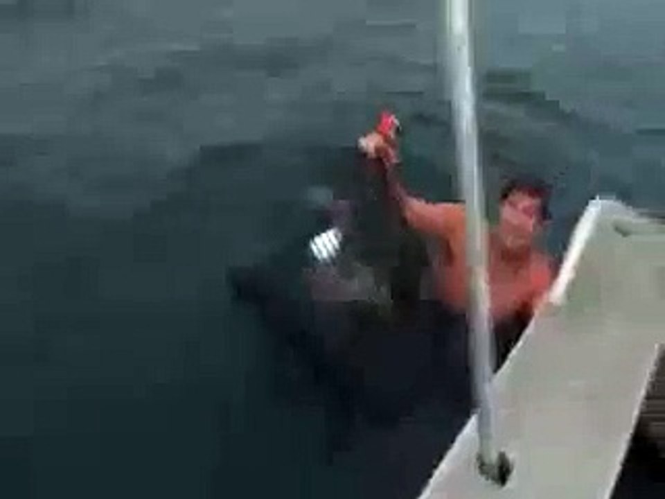 Shark Attack Near Miss Gold Coast