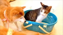 柴犬ひかいちとおでかけ帰りの猫ミルキー　Cat and Shiba Inu