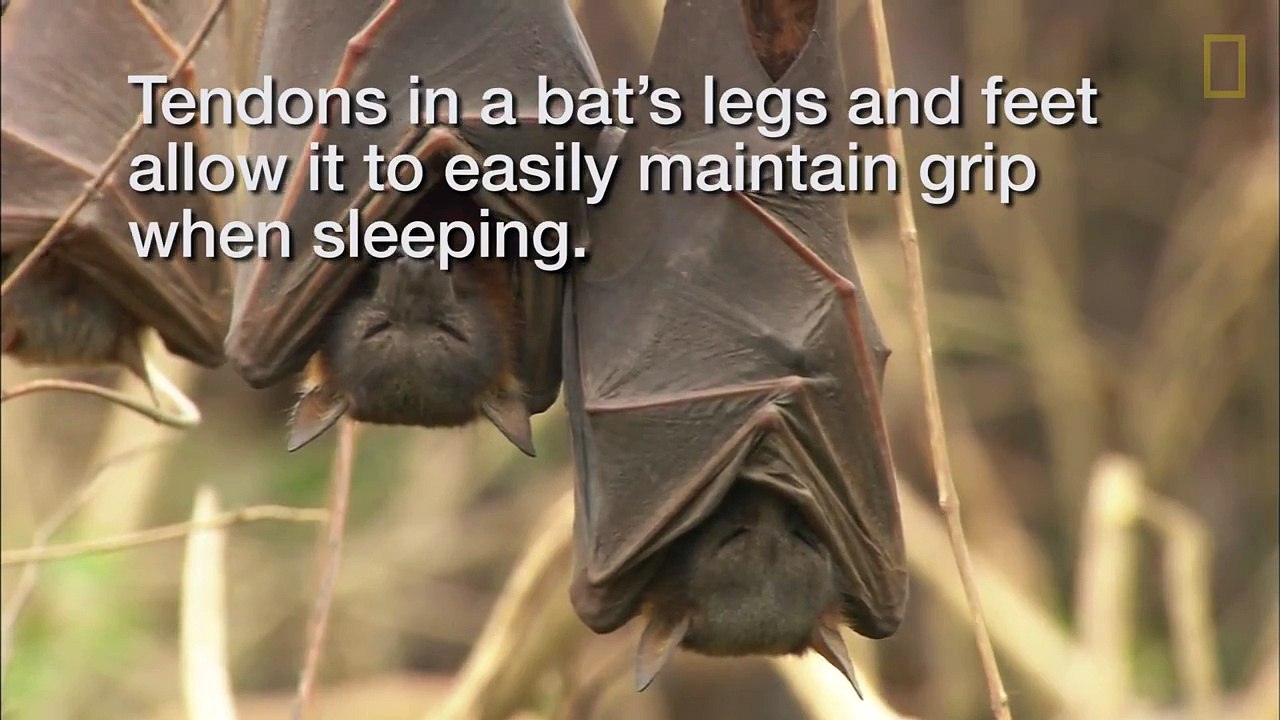 The Funny Ways That Animals Sleep