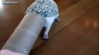 Cute And Funny Hedgehog Videos Compilation 2014 [NEW]