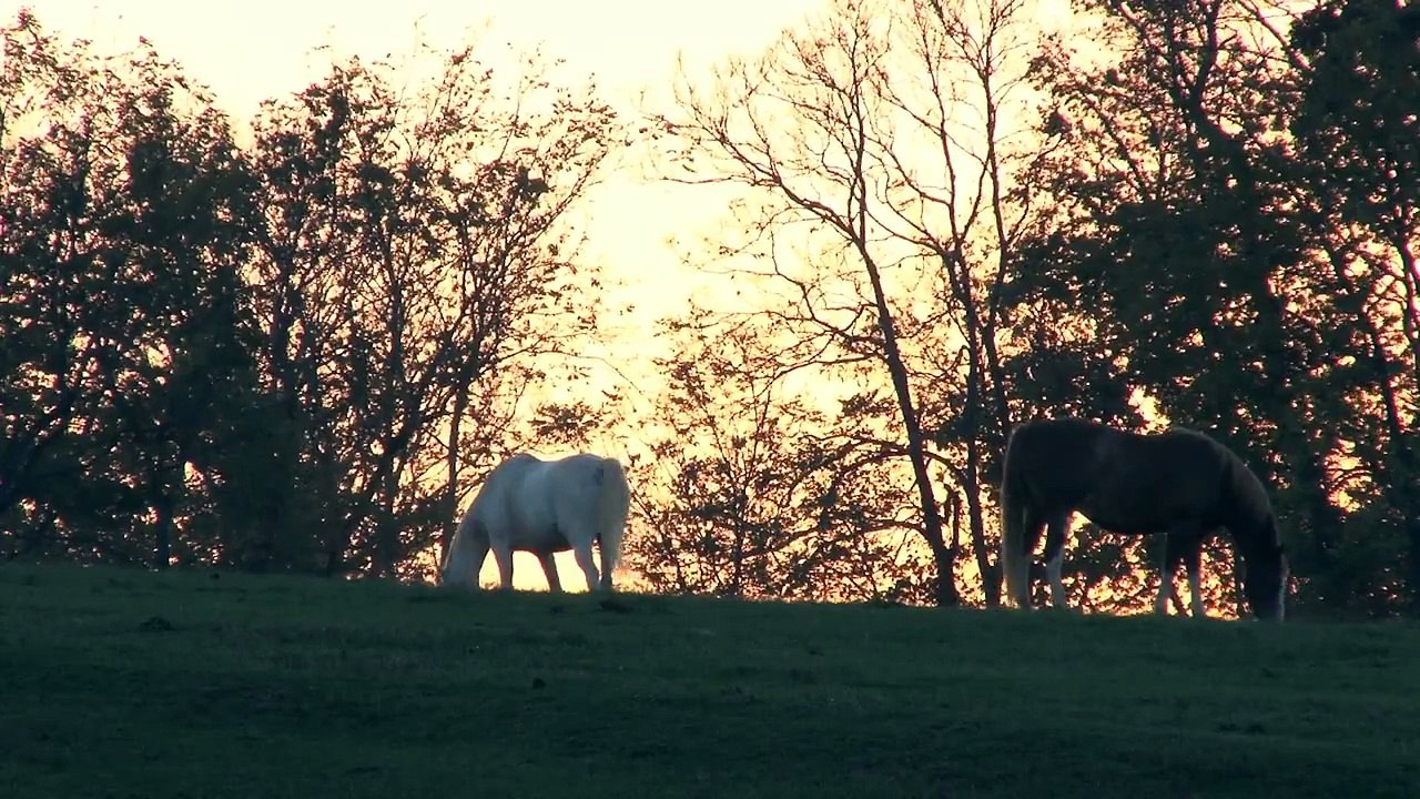 Horses 3