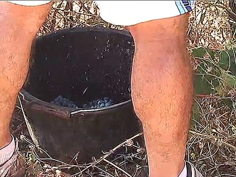 2009 - Bessan - Vendanges à la main