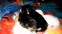 Cute Four day Old Kittens