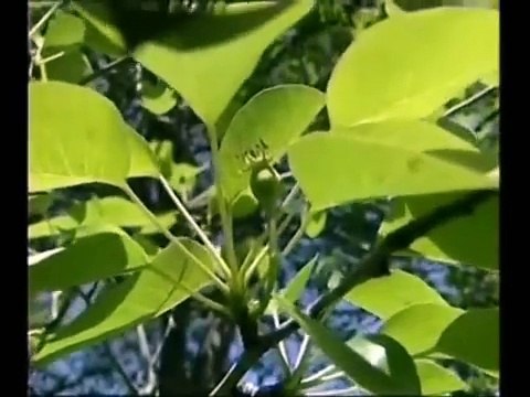 U.S. Peace Corps - Armenia Environmental Education Volunteer