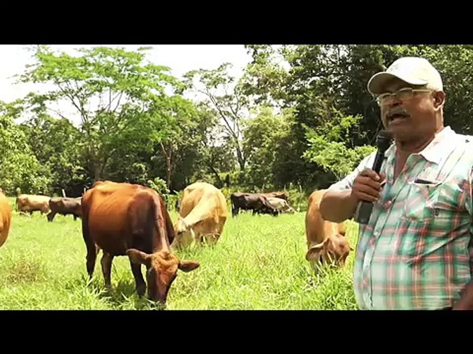 Ganado Lechero Cruzado 1