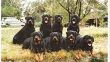 rottweiler vs cane corso