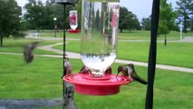 Multiple Ruby-Throated Hummingbirds in Virginia using 