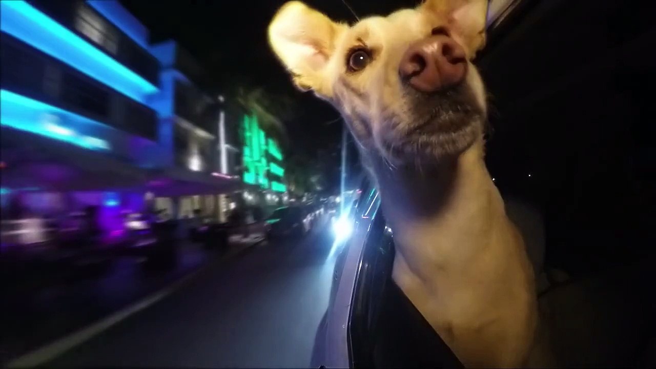 Dogs in Cars: Miami (feat. The Bark4Green Dogs)