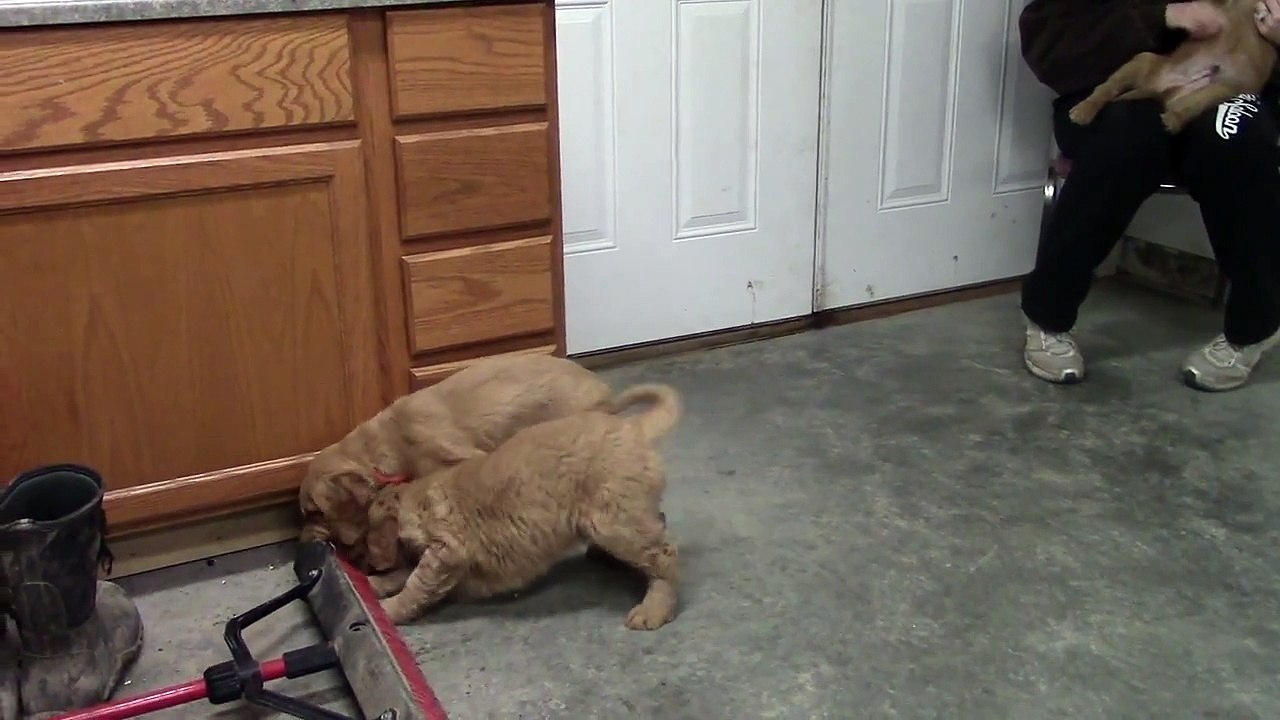 Golden Retriever Puppies by Island Grove Doodles in Illinois