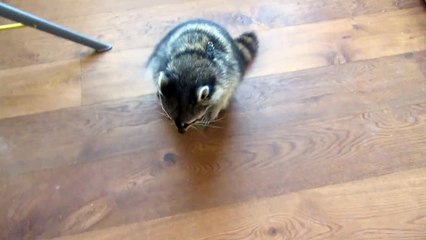 Melanie Raccoon doing somersaults/tricks