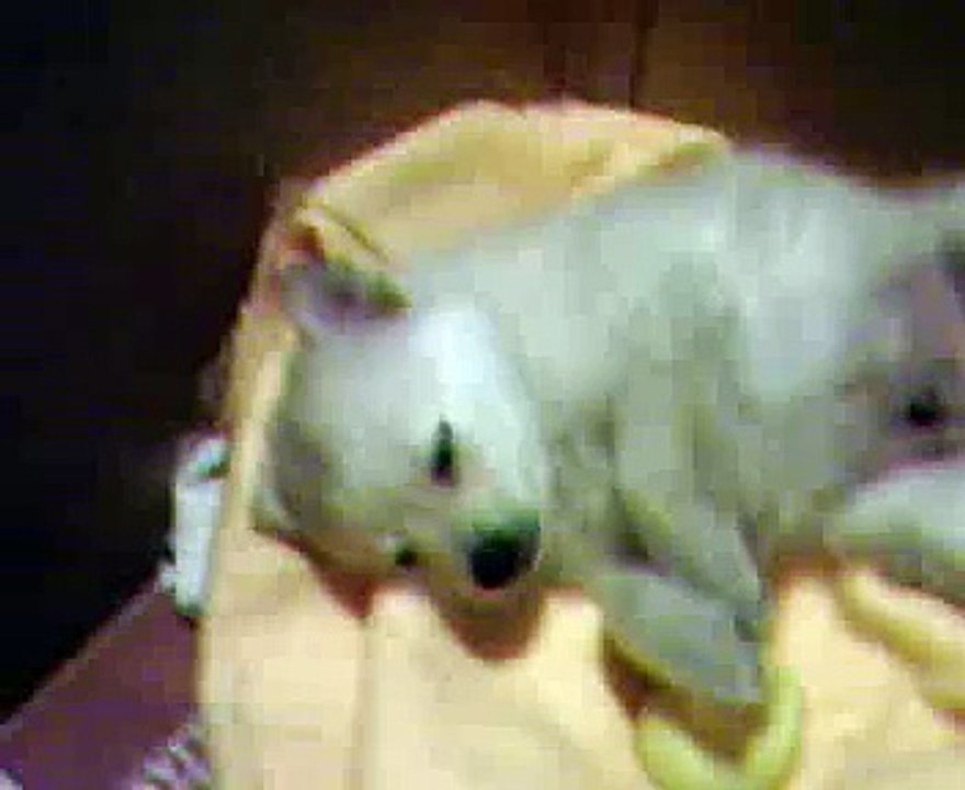 matt's dog trying to sleep