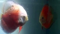 Tank P 23  Red White  X Red Cover (both carry Albino gene)  Lucky Tropical Fish farm