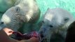 Eisbären spielen mit Kinder / Giovanna - Nela - Nobby - Tierpark Hellabrunn